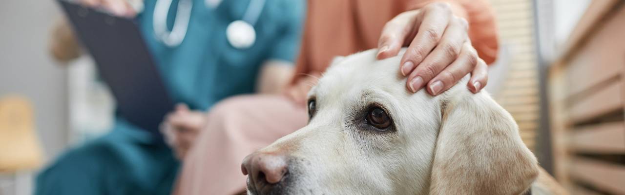 船橋市の動物病院で犬と家族の絆結びの外観