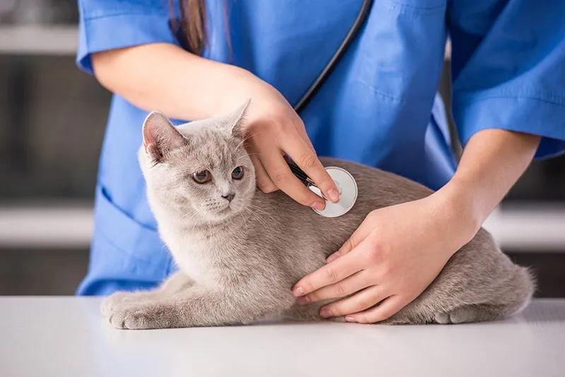 多くの猫が罹りやすい下部尿路疾患