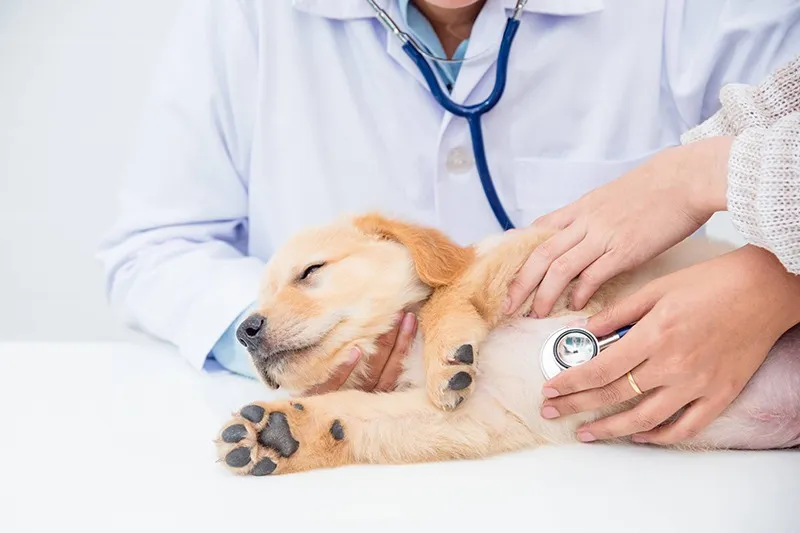 動物が咳をする原因と治療と対処法