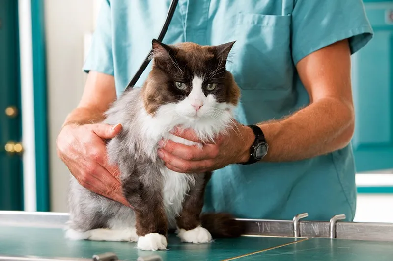 猫に必要とされる最善の医療を提供